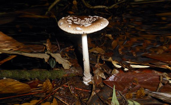 Hongos que ayudan a combatir el calentamiento global