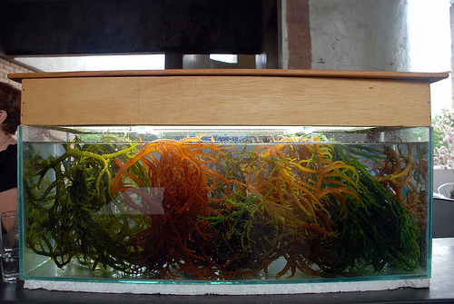 Algas permiten demostrar la evolución del cambio climático