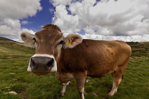 Debemos comer menos carne si deseamos salvar al planeta
