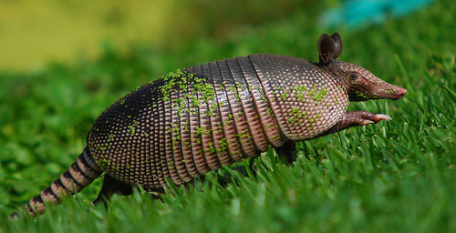 Fuleco, la mascota del Mundial de Fútbol, se enfrenta a la extinción