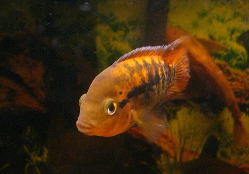 Deforestación afecta el desarrollo de peces en lagos y ríos