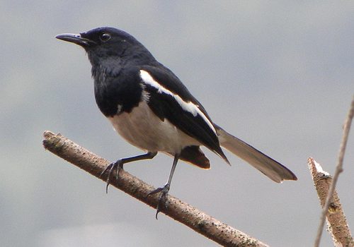 Reducción de población de aves insectívoras estaría asociada a la contaminación con neonicotinoides