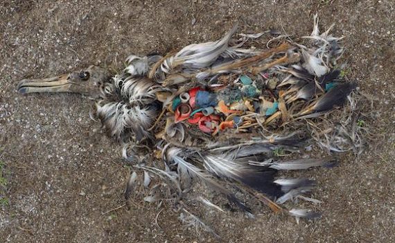 8 millones de toneladas métricas de plástico se arrojan al océano cada año