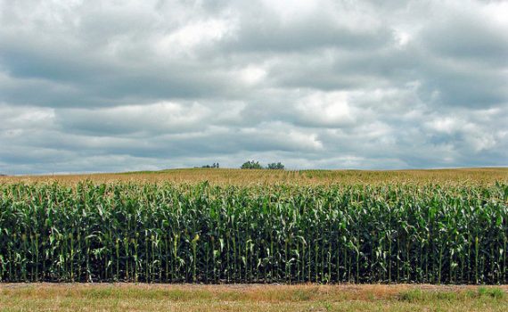 Rusia prohíbe el cultivo de transgénicos y la venta de productos derivados