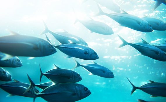 Crean método fluorescente para detectar mercurio en el pescado