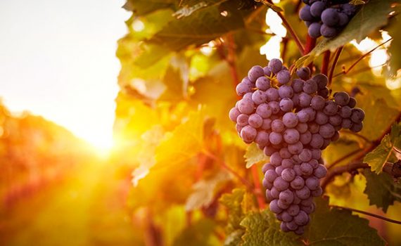 Las células renales pueden aumentar su energía gracias a compuestos de la uva