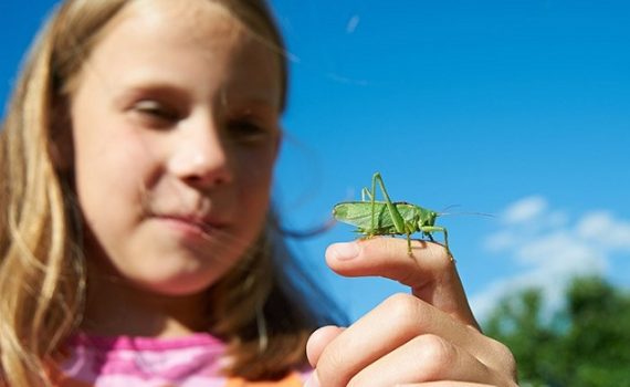 Los insectos desaparecen ¿Cuáles son las consecuencias?