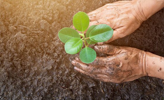 Un arbusto endémico de Chile está en peligro de extinción