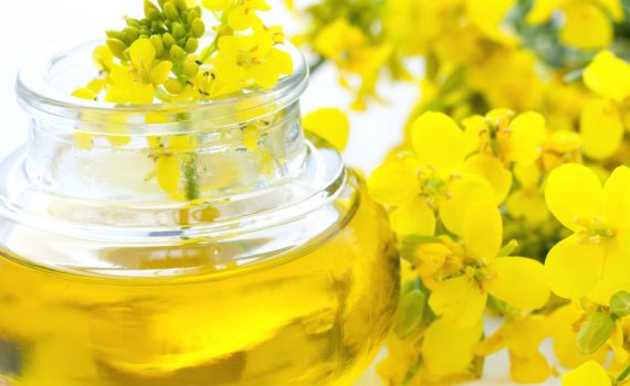 Aceite de colza perjudicaría la salud cerebral