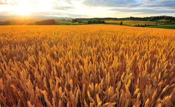 El gluten ya no será un problema para los celiacos