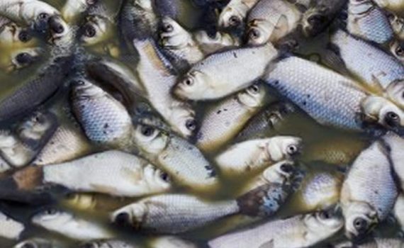 Millares de peces muertos en Paraguay