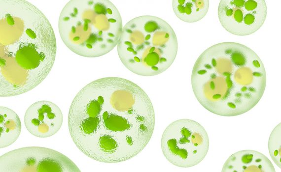 Nueva tecnología logra extraer omega 3 de microalgas sin usar químicos