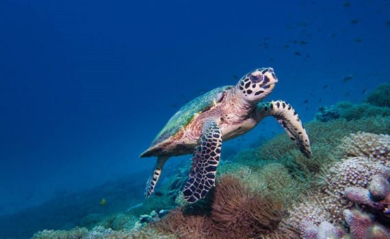 Alerta por la pérdida masiva de la biodiversidad del planeta