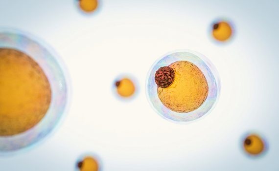 Las células adiposas pueden tener ritmo circadiano propio