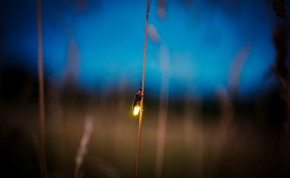 Luciérnagas, la solución para lámparas más sostenibles