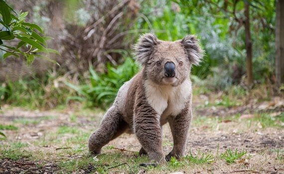 Las grandes víctimas de los incendios australianos