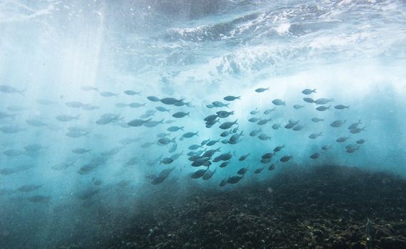 Carbono azul: vital para la salud del planeta