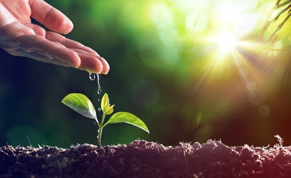 Proteger los bosques con un manejo sostenible