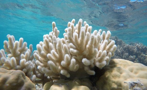 Imágenes aterradoras: efectos del calentamiento en los océanos