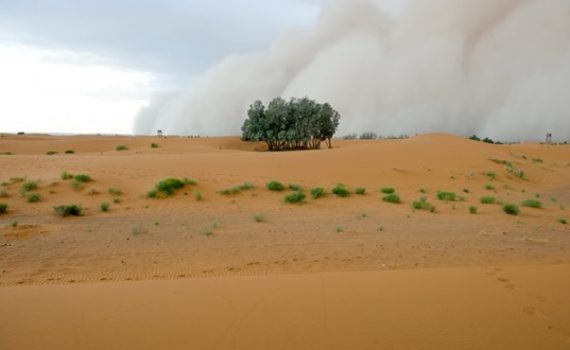 Miles de árboles en el desierto del Sahara