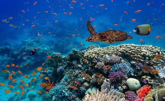 Cumbre de la biodiversidad revisa los objetivos para la próxima década