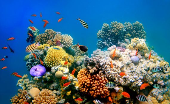 La Gran Barrera de Coral de Australia en peligro