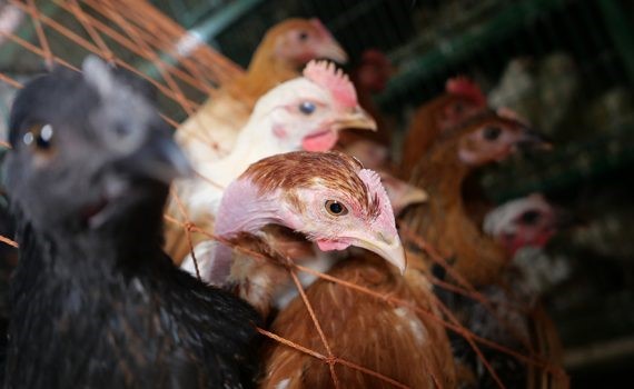 Denuncias de maltrato animal en un mercado de Ciudad de México