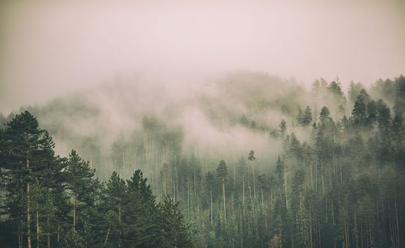 ¿Por qué aumentan los incendios forestales?