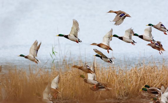 Las aves acuáticas pueden ayudar a las plantas a combatir el calentamiento global