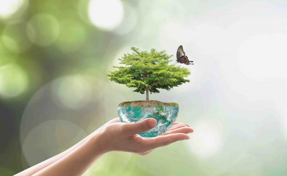 Plantas que mueven millones en Internet