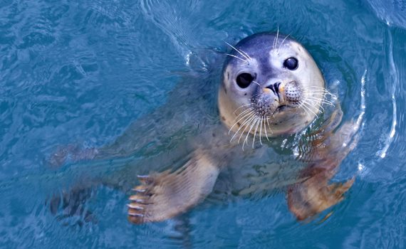 Reconocimiento facial en la conservación de animales
