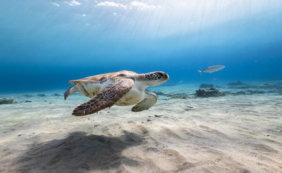 Turismo sostenible: el desarrollo económico se vuelve verde