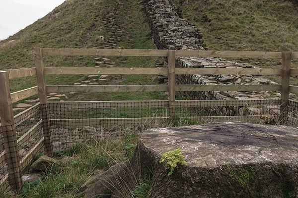 El Árbol de Sycamore Gap: Un símbolo perdido y su impacto en la conservación