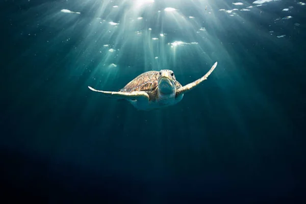 Especies acuáticas invisibles: el gran vacío de las estrategias de conservación