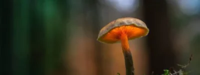 hongos